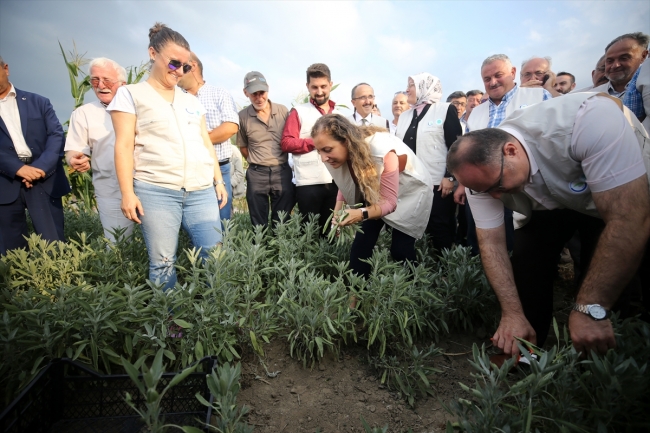 Düzce'de tıbbi ve aromatik bitkilerin ilk hasadı yapıldı